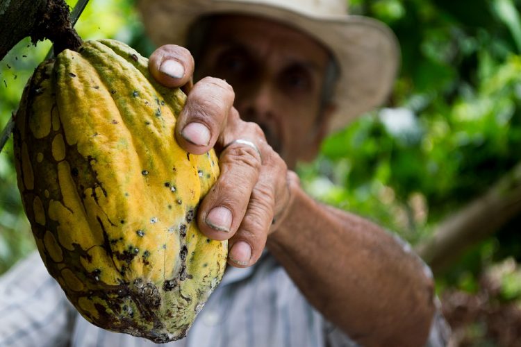 Inician nuevas investigaciones para mejorar el cacao en América Latina